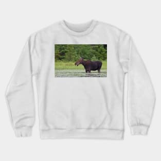 Canadian Moose, Algonquin Park, Canada Crewneck Sweatshirt